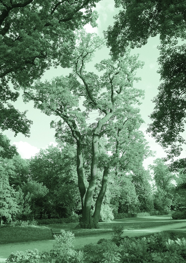 In the bois de boulogne I. image