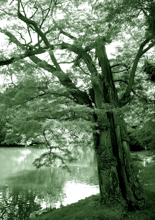 In the bois de boulogne II. image