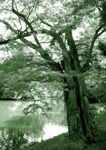 In the Bois de Boulogne II. image