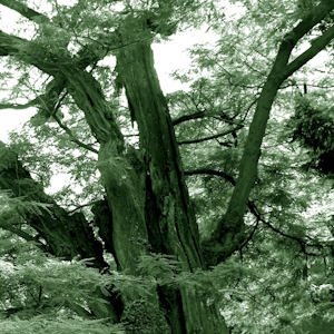 In the Bois de Boulogne II. detail 1 image