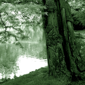 In the Bois de Boulogne II. detail 2 image