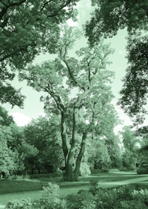 In the Bois de Boulogne I. image