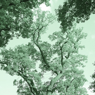 In the Bois de Boulogne I. detail 1 image