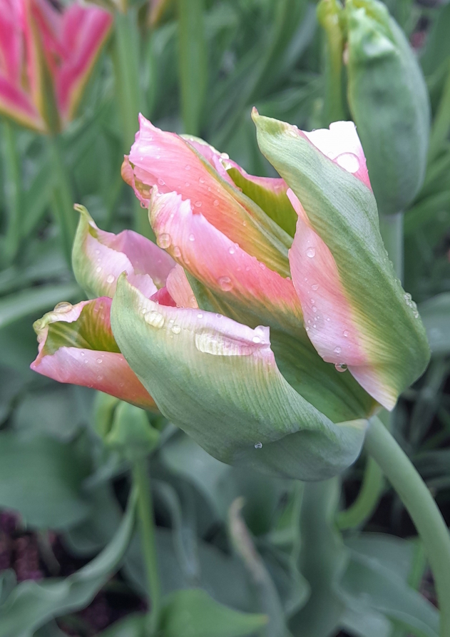 Pure and fresh II. image