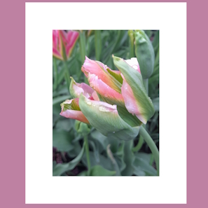 Pure and Fresh II. image