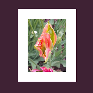 Pure and Fresh I. image