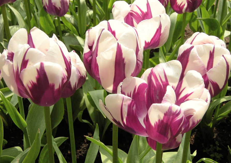 Purple Flow I. image