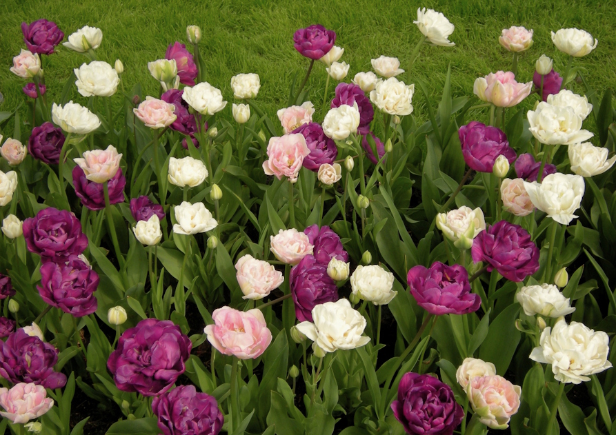 Purple flow II. image