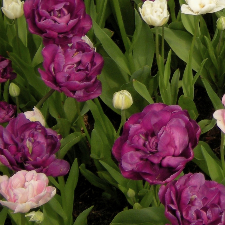 Purple Flow II. detail 1