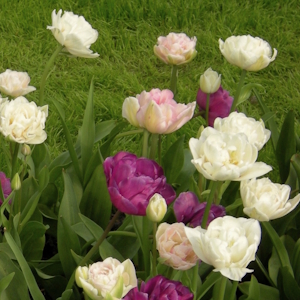 Purple Flow II. detail 2 image