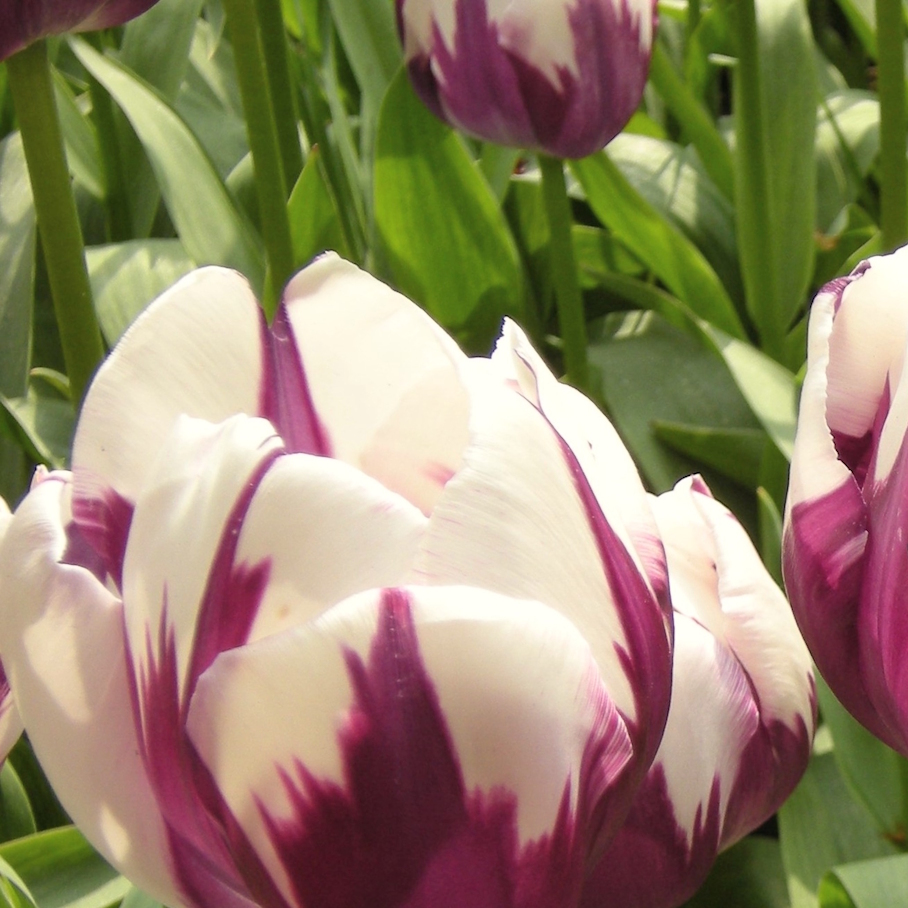 Purple Flow I. detail 1