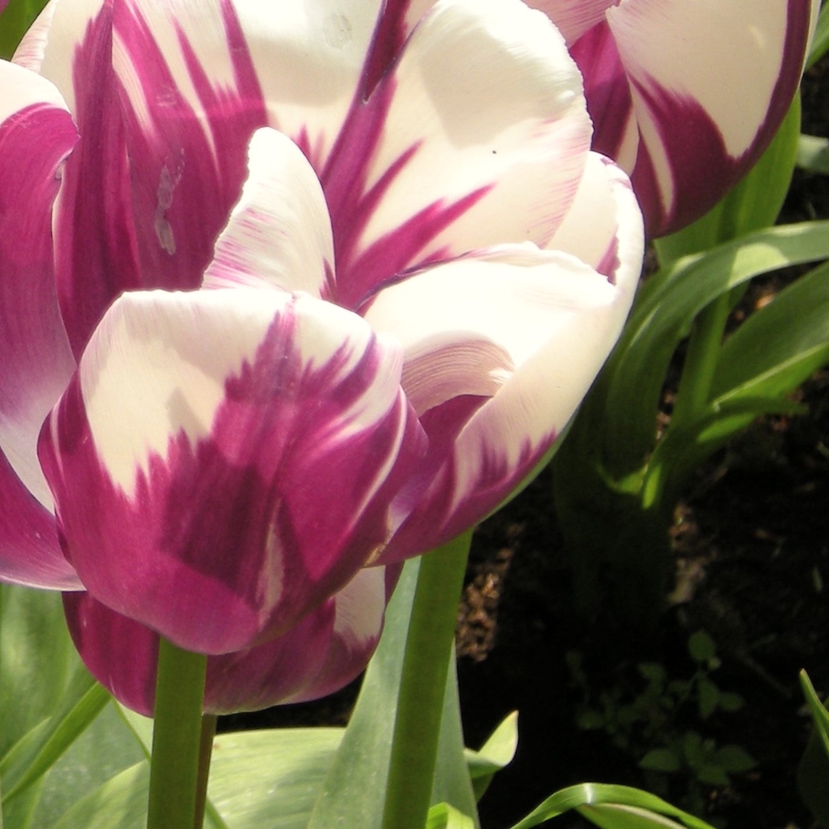 Purple Flow I. detail 2