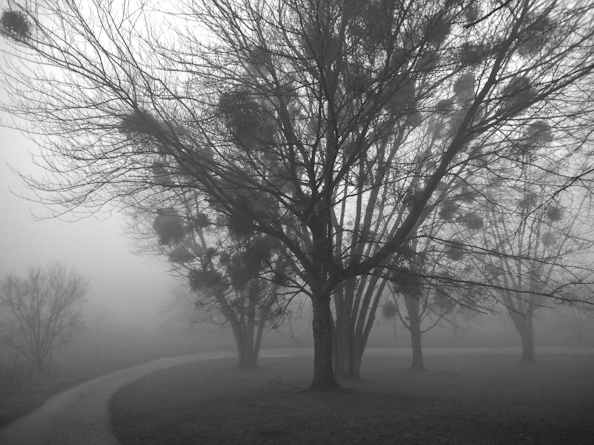 Mist 1 image