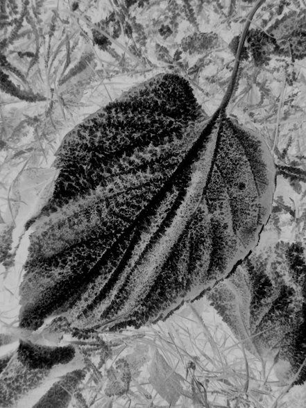 White Shadow 2 image